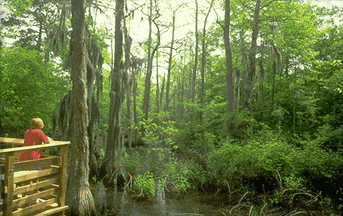 Accessible trail into a cypress swamp at First Landing State Park